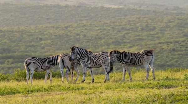 Zèbres Dans Réserve Naturelle Parc National Hluhluwe Afrique Sud — Photo