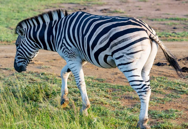 Zebry Národní Park Hluhluwe Přírodní Rezervace Jižní Afrika — Stock fotografie