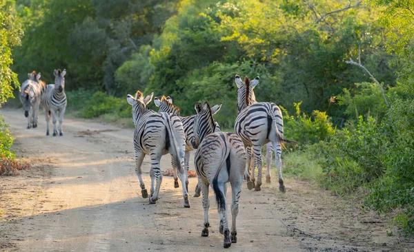 Cebras Reserva Natural Del Parque Nacional Hluhluwe Sudáfrica — Foto de Stock