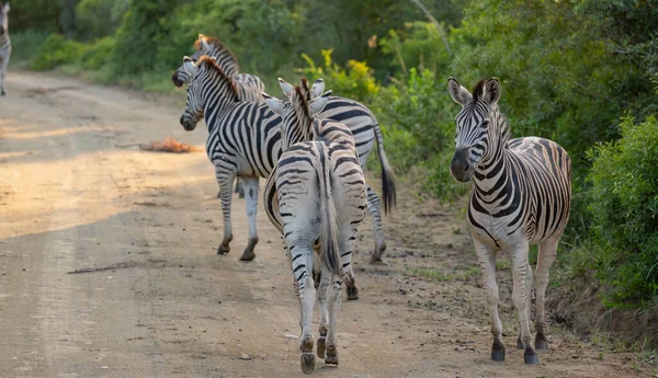 Cebras Reserva Natural Del Parque Nacional Hluhluwe Sudáfrica —  Fotos de Stock