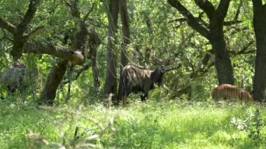 Nyala Antelope in Hluhluwe National Park Nature Reserve South Africa