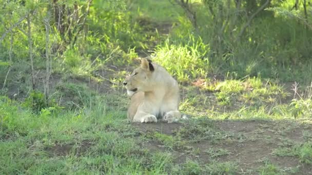 南非Hluhluwe国家公园自然保护区的女狮子座 — 图库视频影像