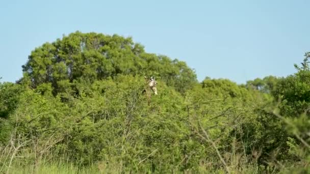 Żyrafa Rezerwacie Przyrody Parku Narodowym Hluhluwe Rpa — Wideo stockowe
