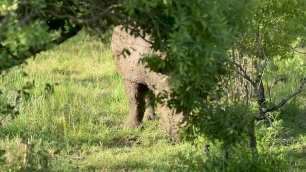 Rhino Hluhluwe National Park Nature Reserve África Sul — Vídeo de Stock