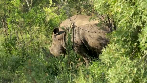 Rhino Hluhluwe National Park Nature Reserve África Sul — Vídeo de Stock