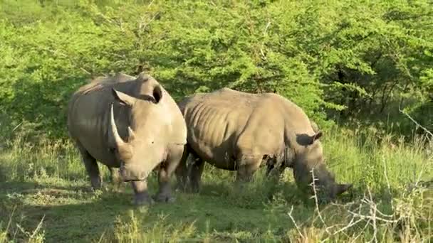 Rhino Parku Narodowym Hluhluwe Rezerwat Przyrody Rpa — Wideo stockowe