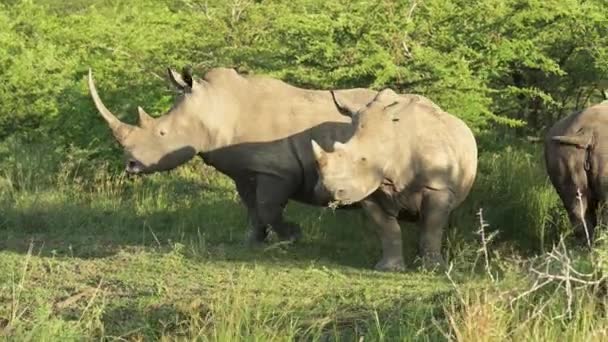 Rhino Hluhluwe National Park Nature Reserve África Sul — Vídeo de Stock