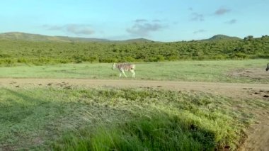 Hluhluwe Ulusal Parkı 'ndaki Zebralar Güney Afrika' yı koruyor.
