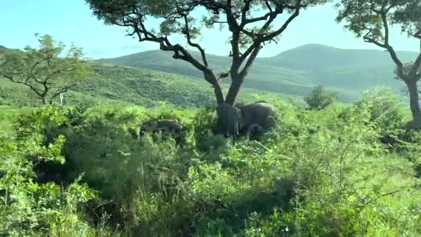 Слоны Заповеднике Хлухлуве Национальный Парк Юар — стоковое видео