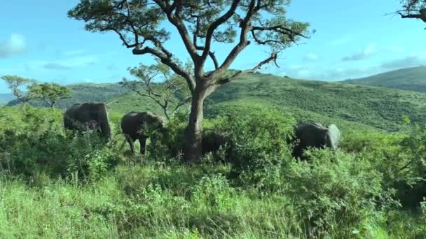 Elefantes Reserva Natural Parque Nacional Hluhluwe África Sul — Vídeo de Stock