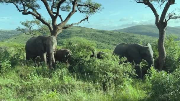 Olifanten Het Natuurgebied Hluhluwe National Park Zuid Afrika — Stockvideo