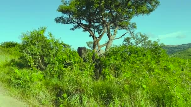 Słonie Rezerwacie Przyrody Park Narodowy Hluhluwe Republika Południowej Afryki — Wideo stockowe