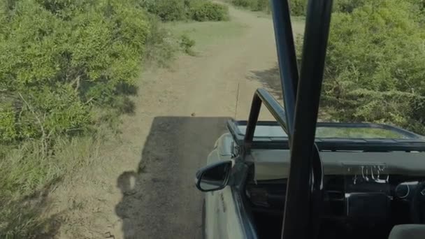 Dyngbagge Med Dyngboll Hluhluwe Nationalpark Naturreservat Sydafrika — Stockvideo