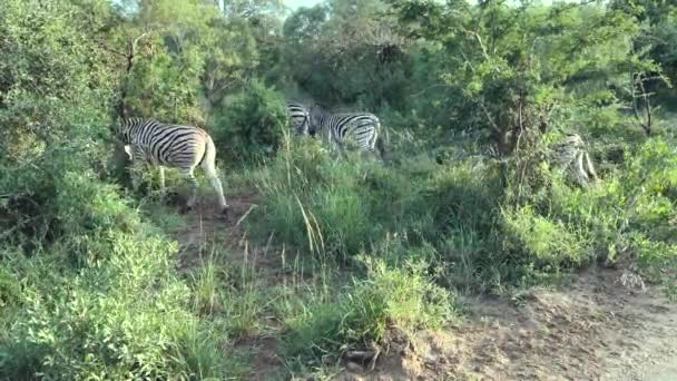 Zèbres Dans Réserve Naturelle Parc National Hluhluwe Afrique Sud — Video