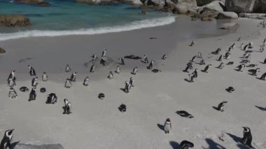 Simon 'ın Güney Afrika' daki Boulders Sahili 'nde penguenler