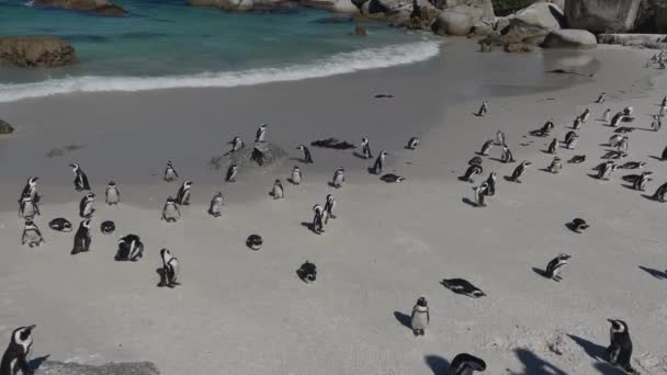 Pingwiny Plaży Boulders Simon Town Rpa — Wideo stockowe
