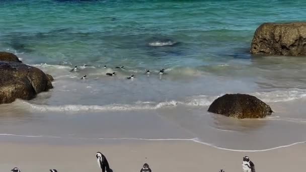 Пингвины Боулдерс Бич Саймонс Таун Юар — стоковое видео
