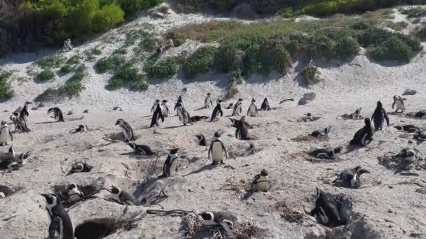 Tučňáci Boulders Beach Simon Town Jižní Africe — Stock video