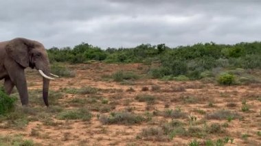 Doğadaki fil, Güney Afrika 'daki Addo Fil Ulusal Parkı' nda.