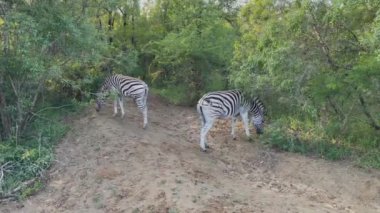Hluhluwe Ulusal Parkı 'ndaki Zebralar Güney Afrika' yı koruyor.