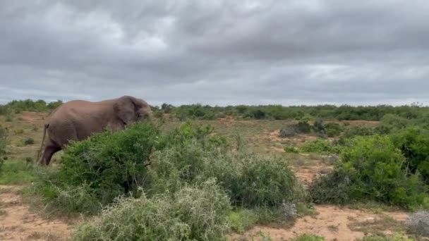 Doğadaki Fil Güney Afrika Daki Addo Fil Ulusal Parkı Nda — Stok video