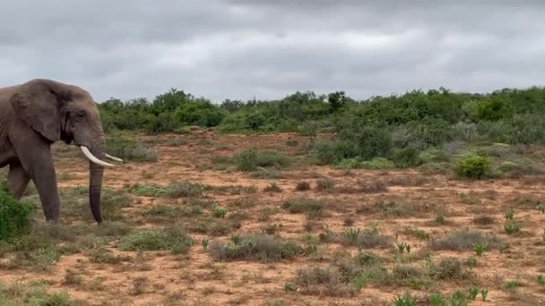 Doğadaki Fil Güney Afrika Daki Addo Fil Ulusal Parkı Nda — Stok video