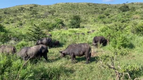 Cape Buffalo Het Natuurgebied Hluhluwe National Park Zuid Afrika — Stockvideo