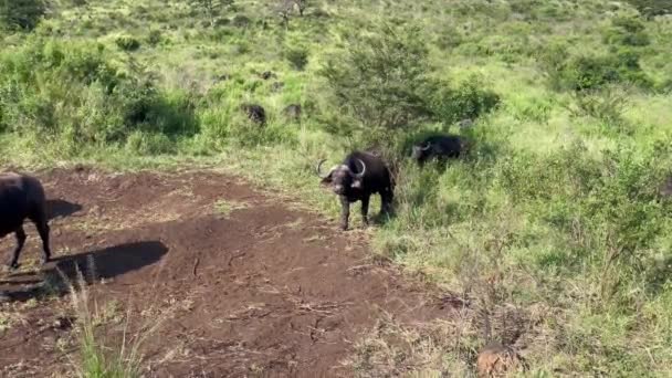 Cape Buffalo Přírodní Rezervaci Hluhluwe Národní Park Jižní Afrika — Stock video