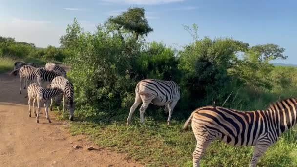 Zebras Hluhluwe National Park Reserva Natural África Sul — Vídeo de Stock