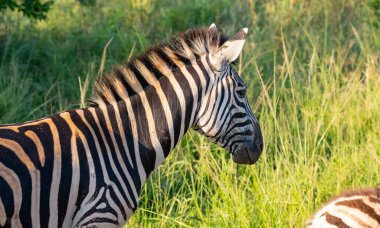 Zebra Hluhluwe Ulusal Parkı 'nda.