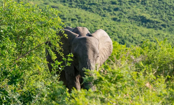 Elefante Reserva Natural Parque Nacional Hluhluwe África Sul — Fotografia de Stock
