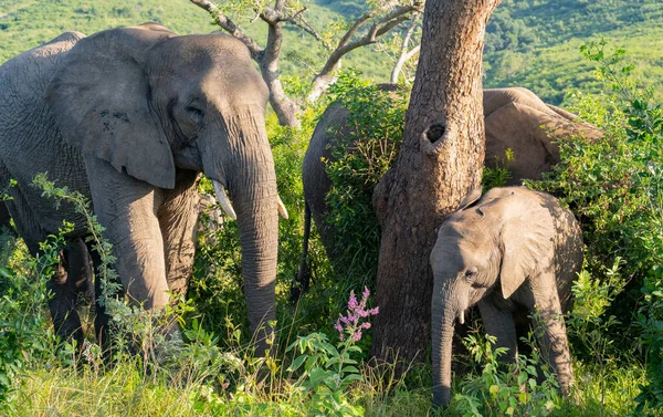 Elephant Μητέρα Μωρό Ελέφαντα Στο Αποθεματικό Φύση Hluhluwe Εθνικό Πάρκο — Φωτογραφία Αρχείου