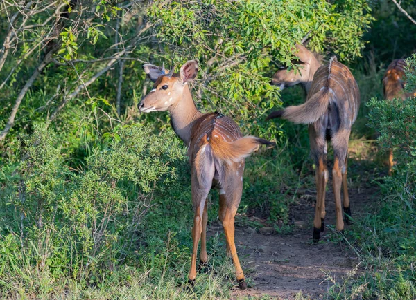 Nyala Antelope Hluhluwe Naturreservat Sydafrika — Stockfoto