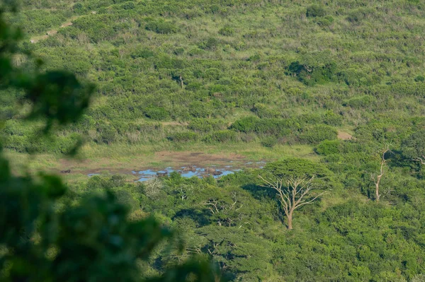 Waterput Met Buffel Neushoorn Zebra Een Zandpad Het Natuurreservaat Van — Stockfoto