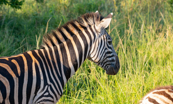 Zebra in Hluhluwe National Park nature reserve South Africa