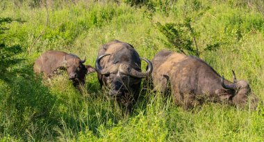 Cape Buffalo doğada Hluhluwe Ulusal Parkı Güney Afrika 'da