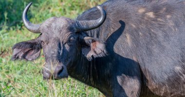 Cape Buffalo doğada Hluhluwe Ulusal Parkı Güney Afrika 'da