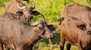 Cape Buffalo doğada Hluhluwe Ulusal Parkı Güney Afrika 'da