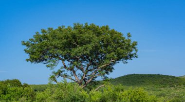 Ağaçlar ve arka planda doğa koruma alanı Hluhluwe Imfolozi Park Güney Afrika