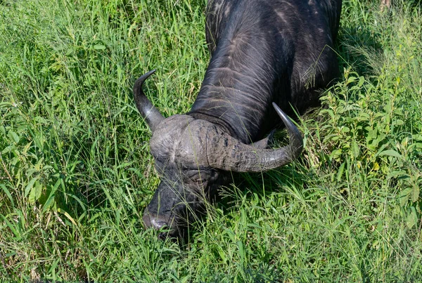 Cape Buffalo Het Natuurgebied Hluhluwe National Park Zuid Afrika — Stockfoto