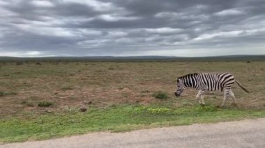 Güney Afrika 'daki Addo Fil Parkı' nda Zebralar