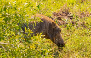 Doğa koruma alanı Hluhluwe Ulusal Parkı Güney Afrika 