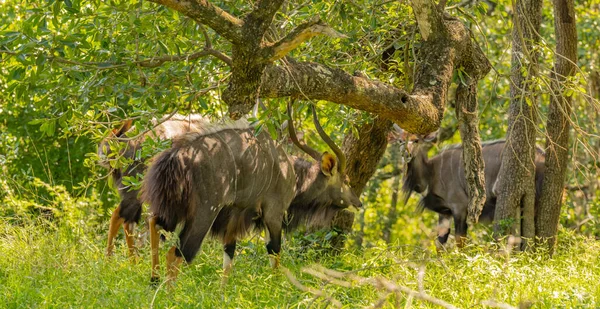 Nyala Antelope Parque Nacional Hluhluwe Reserva Natural Sudáfrica —  Fotos de Stock