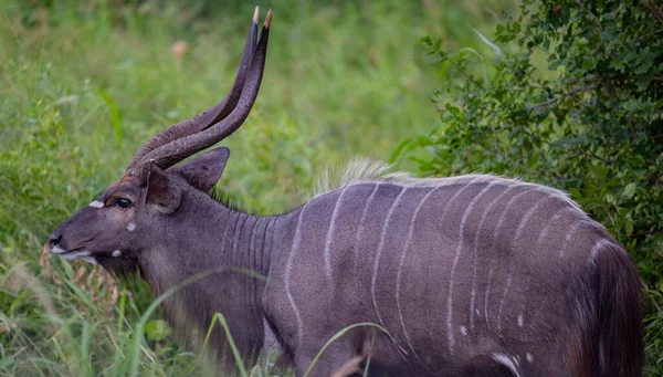 Nyala Antelope Hluhluwe National Park Nature Reserve South Africa — Fotografia de Stock