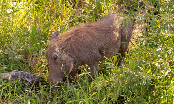 Warthog Természetvédelmi Terület Hluhluwe Nemzeti Park Dél Afrika — Stock Fotó