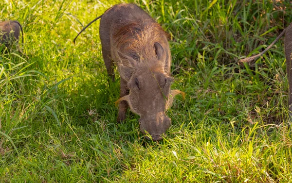 Warthog Cagar Alam Taman Nasional Hluhluwe Afrika Selatan — Stok Foto
