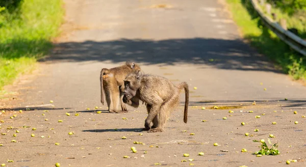 Baboon Nature Reserve Hluhluwe National Park South Africa — Fotografia de Stock