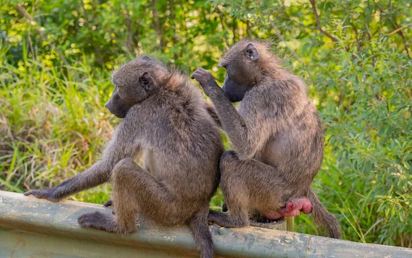 Baviaan Het Natuurgebied Hluhluwe National Park Zuid Afrika — Stockfoto