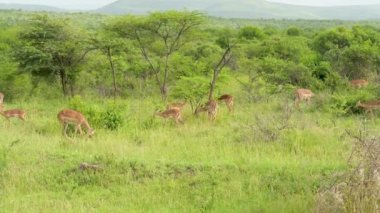 Doğadaki Impalas Hluhluwe Ulusal Parkı Güney Afrika