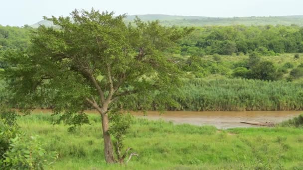 Hluhluwe Imfolozi Floden Hluhluwe Nationalpark Naturreservat Sydafrika — Stockvideo